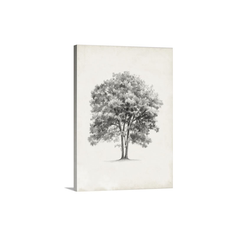 Vintage Arbor Study I I Wall Art - Canvas - Gallery Wrap