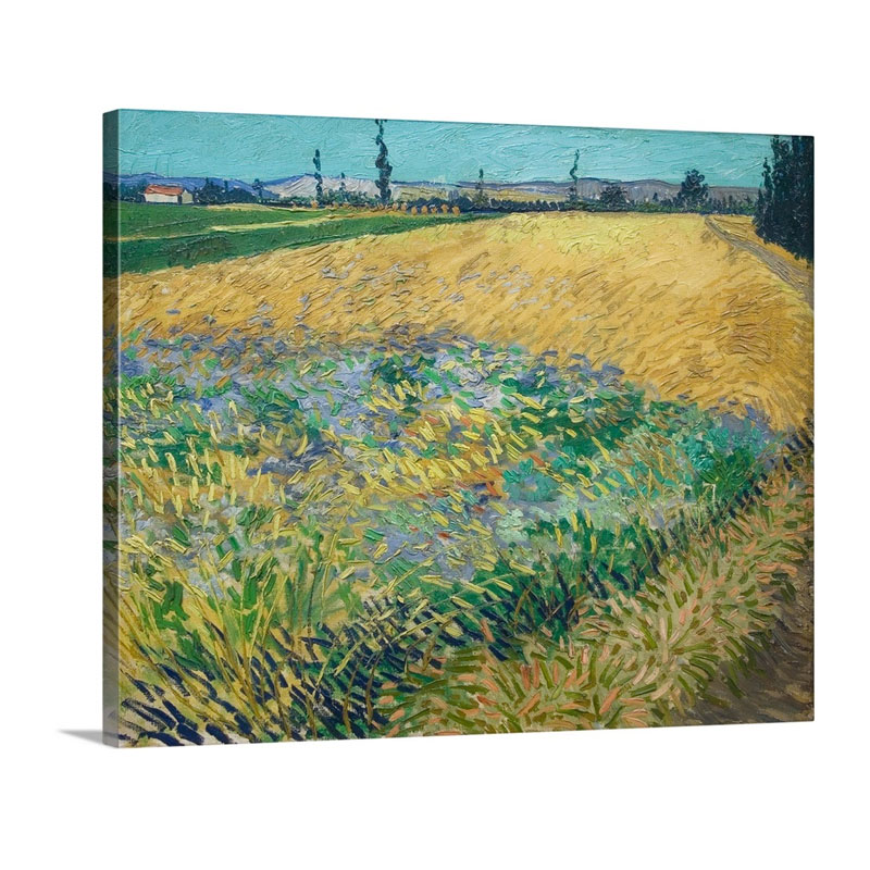 Wheatfield By Vincent Van Gogh Wall Art - Canvas - Gallery Wrap