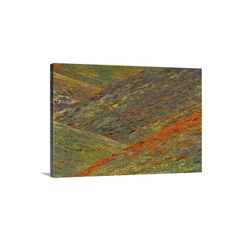 Wildflowers Tehachapi Hills Near Gorman California Wall  - Canvas - Gallery Wrap