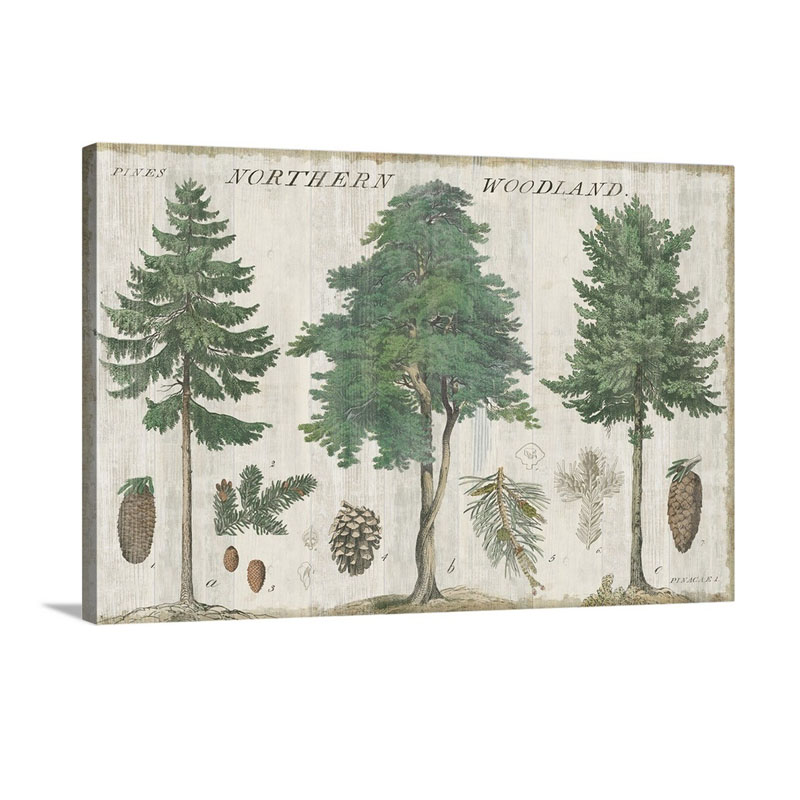 Woodland Chart I Wall Art - Canvas - Gallery Wrap