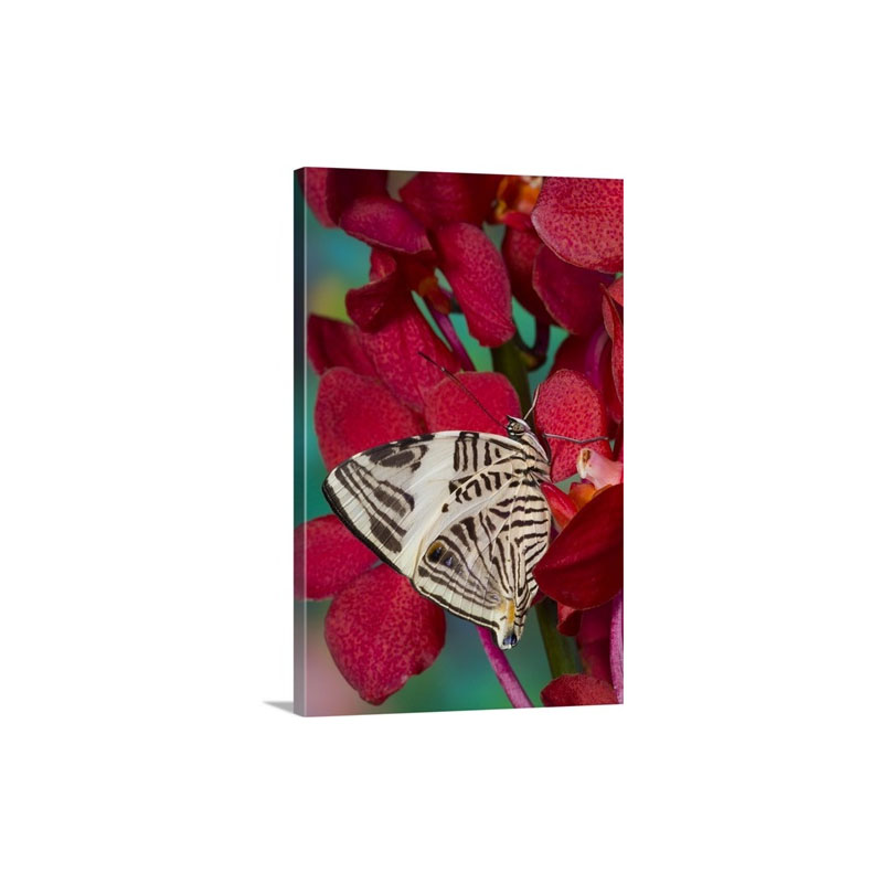 Zebra Mosaic Butterfly Colobura Dirce Wall Art - Canvas - Gallery Wrap