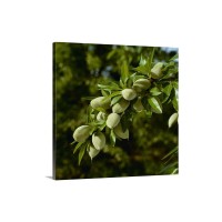 An Almond Tree Branch With Spring Foliage Growth And A Healthy Crop Of Mid Growth Nuts Wall Art - Canvas - Gallery Wrap