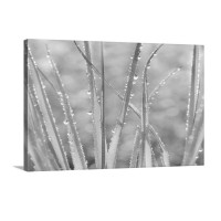Grass Whispers In Sepia Wall Art - Canvas - Gallery Wrap
