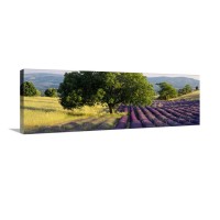 Lavender Flowers In A Field Drome Provence France Wall Art - Canvas - Gallery Wrap