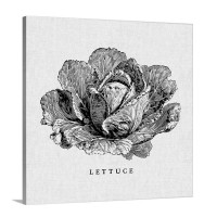 Linen Vegetable BW Sketch Lettuce Wall Art - Canvas - Gallery Wrap