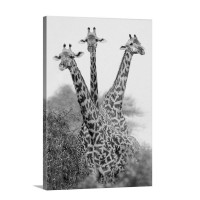 Three Masai Giraffe Standing In A Forest Lake Manyara Lake Manyara National Park Tanzania Giraffa Camelopardalis Tippelskirchi Wall Art - Canvas - Gallery Wrap
