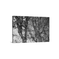 Trees Wall Art - Canvas - Gallery Wrap
