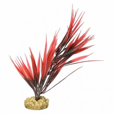 Blue Ribbon Sword Plant with Gravel Base - Red - 10 in. Tall