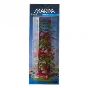 Marina Red Ludwig Plant - 12 in. Tall - 2 Pieces