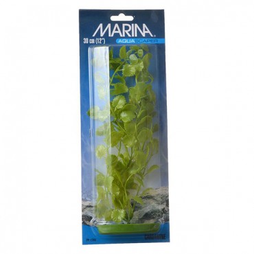 Marina Card amine Plant - 12 in. Tall - 2 Pieces