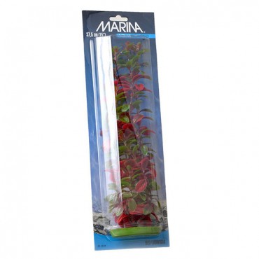 Marina Red Ludwig Plant - 15 in. Tall