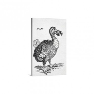 18Th Century Drawing Of The Now Extinct Dodo Bird Of Mauritius Raphus Cucullatus Wall Art - Canvas - Gallery Wrap