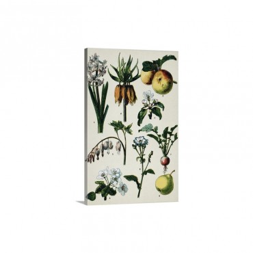 19Th Century French Botanical Print Wall Art - Canvas - Gallery Wrap
