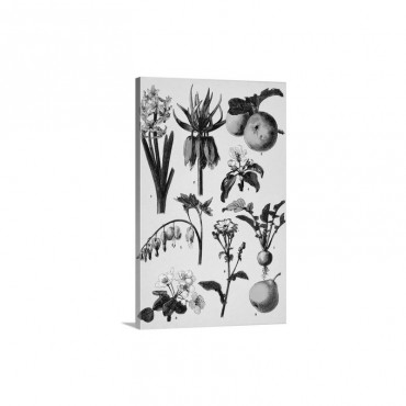 19Th Century French Botanical Print Wall Art - Canvas - Gallery Wrap