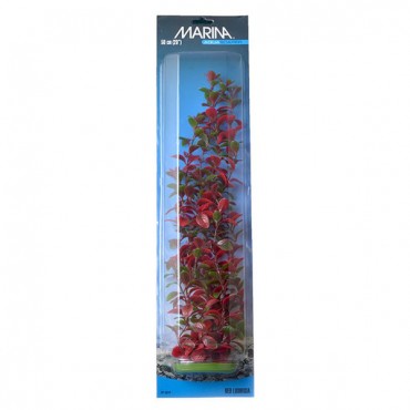 Marina Red Ludwig Plant - 20 in. Tall