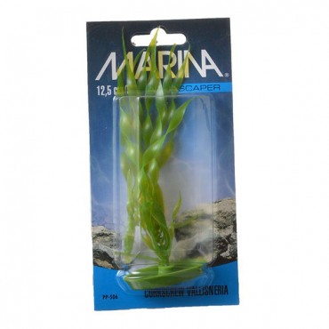 Marina Corkscrew Val Plant - 5 in. Tall - 5 Pieces