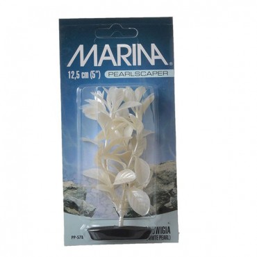 Marina Pearls caper Ludwig Plant - White Pearl - 5 in. Tall - 5 Pieces