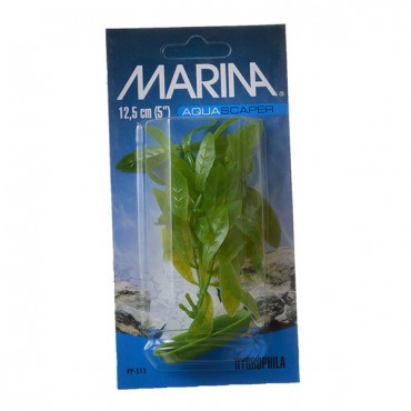 Marina Hygrophila Plant - 5 in. Tall - 5 Pieces