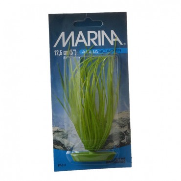 Marina Hair grass Plant - 5 in. Tall - 5 Pieces