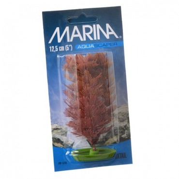 Marina Aquas caper Fox tail Plant - 5 in. Tall - 5 Pieces