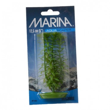 Marina Aquas caper Anacharis Plant - 5 in. Tall - 5 Pieces
