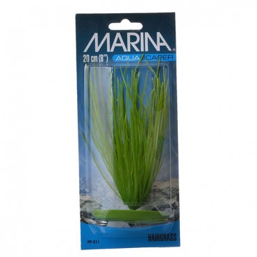 Marina Hair grass Plant - 8 in. Tall - 4 Pieces