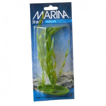 Marina Corkscrew Val Plant - 8 in. Tall - 4 Pieces