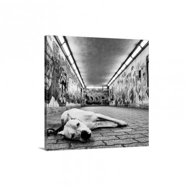 A Dog Looking At The Camera With Sad But Sweet Eyes In Underground Walkway Wall Art - Canvas - Gallery Wrap