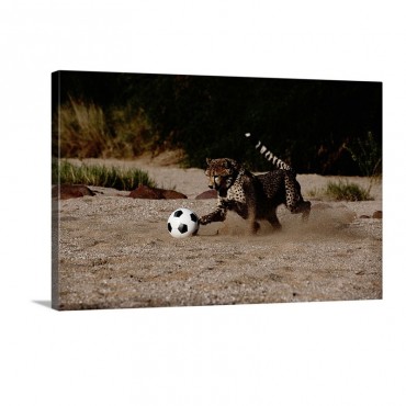 A Domesticated African Cheetah Playing Soccer Namibia Africa Wall Art - Canvas - Gallery Wrap