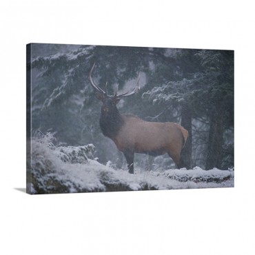 A Magnificent Bull Elk Stands Amidst A Snowfall In The Vermilion Lakes Area Banff National Park Alberta Canada Wall Art - Canvas - Gallery Wrap