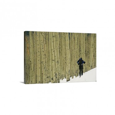 A Man On Skis Touring An Aspen Glade In The Snow Wall Art - Canvas - Gallery Wrap