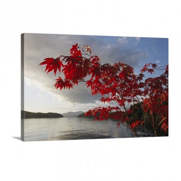 A Maple Tree In Fall Foliage Frames A View Of Barnard Harbour Princess Royal Island British Columbia Canada Wall Art - Canvas - Gallery Wrap