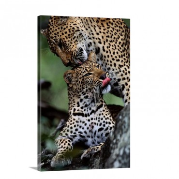 A Mother Leopard Grooms Her Cub Mala Mala Game Reserve Republic Of South Africa Wall Art - Canvas - Gallery Wrap