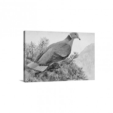 A painting Of A Band Tailed Pigeon Wall Art - Canvas - Gallery Wrap