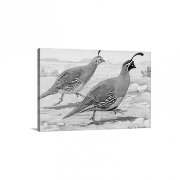 A Painting Of A Pair Of Gambel's Quail Wall Art - Canvas - Gallery Wrap