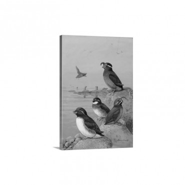 A Painting Of Four Different Species Of Auklet Wall Art - Canvas - Gallery Wrap