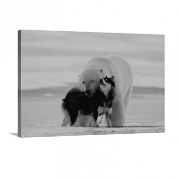 A Polar Bear And A Husky Cuddle Up To Each Other Manitoba Canada Wall Art - Canvas - Gallery Wrap