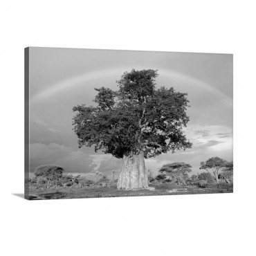 A Rainbow Over A Baobab Tree Wall Art - Canvas - Gallery Wrap