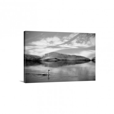 A Trumpeter Swan Glides Across The River Yellowstone National Park Wyoming Wall Art - Canvas - Gallery Wrap