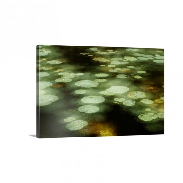 Abstract Of Lily Pads On Pond During Rain Tawau Hills Park Sabah Borneo Malaysia Wall Art - Canvas - Gallery Wrap