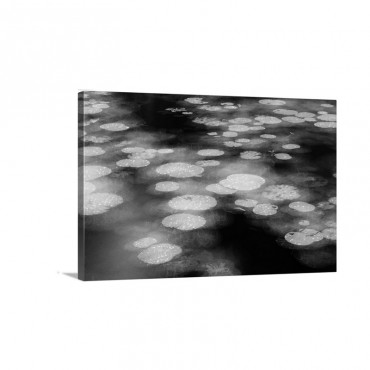 Abstract Of Lily Pads On Pond During Rain Tawau Hills Park Sabah Borneo Malaysia Wall Art - Canvas - Gallery Wrap