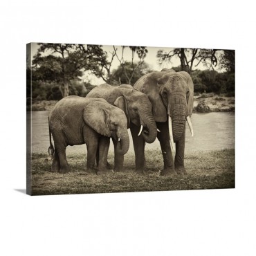 African Elephant Family Wall Art - Canvas - Gallery Wrap