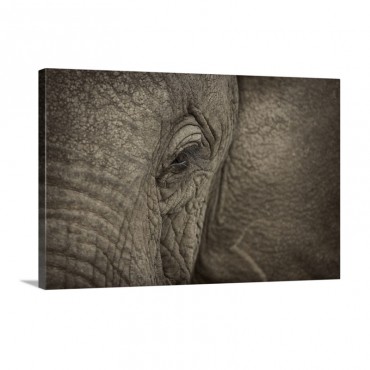 African Elephant Eye Wall Art - Canvas - Gallery Wrap