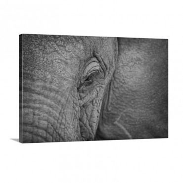 African Elephant Eye Wall Art - Canvas - Gallery Wrap