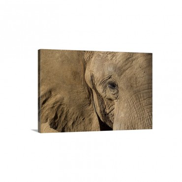 African Elephant Native To Africa Wall Art - Canvas - Gallery Wrap