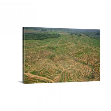 African Oil Palm Plantation To Be Planted In Recently Cleared Area Malaysia Wall Art - Canvas - Gallery Wrap