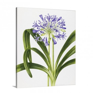 Agapanthus Wall Art - Canvas - Gallery Wrap