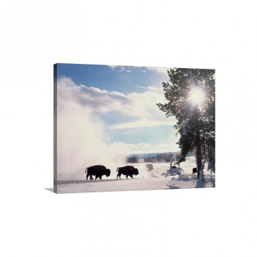 American Bison In Winter Yellowstone National Park Wyoming Wall Art - Canvas - Gallery Wrap