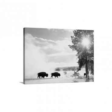 American Bison In Winter Yellowstone National Park Wyoming Wall Art - Canvas - Gallery Wrap