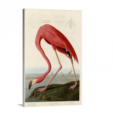 American Flamingo By John James Audubon Wall Art - Canvas - Gallery Wrap